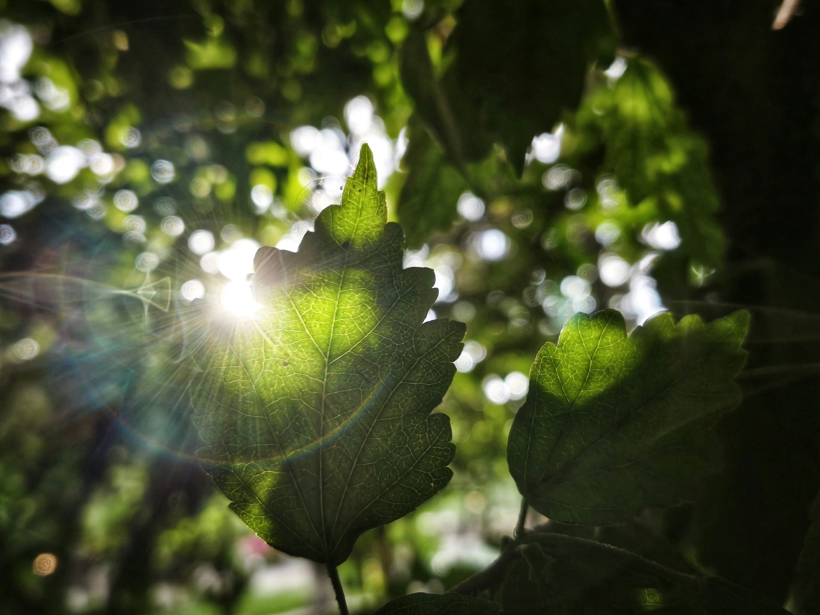 Sonnenlicht bricht durch grüne Blätter